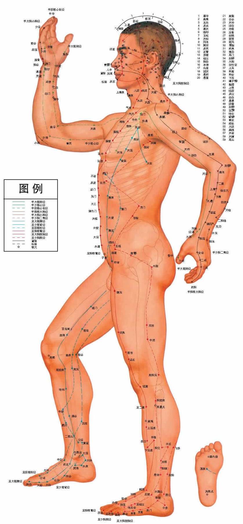 Акупунктурные точки на теле человека китайская медицина